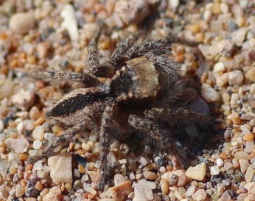 Réf. 276 641 : Mogrus neglectus